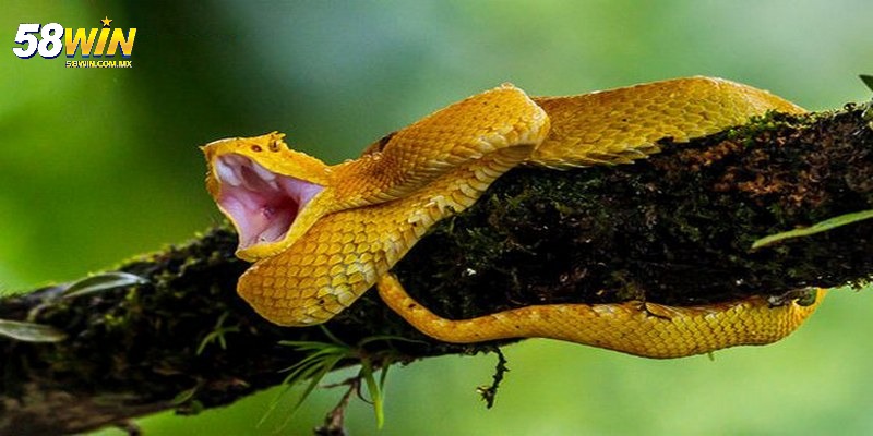 Mơ Thấy Vàng - Giải Mã Báo Hiệu Điềm Gì Trong Cuộc Sống? 3 Chiêm bao gặp rắn có màu vàng